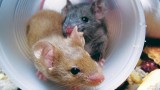 mice-poster